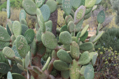 Kaktuss