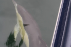 Delfine-vor-Natare-XIV